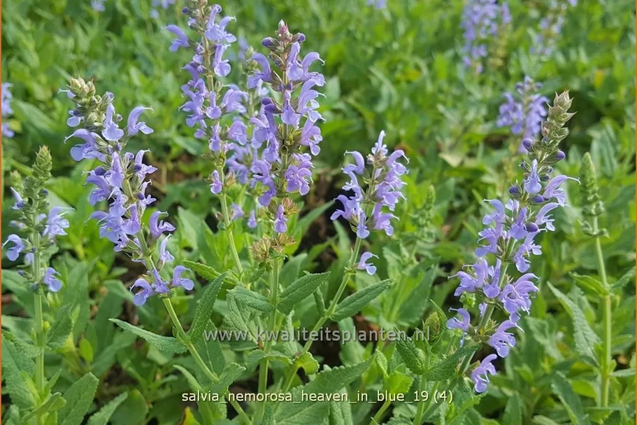 Salvia nemorosa 'Heaven in Blue'