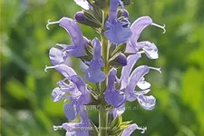 Salvia nemorosa 'Heaven in Blue'