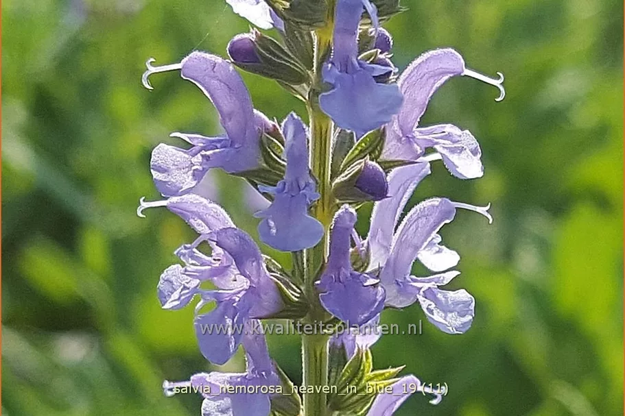 Salvia nemorosa 'Heaven in Blue'