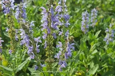 Salvia nemorosa 'Heaven in Blue'
