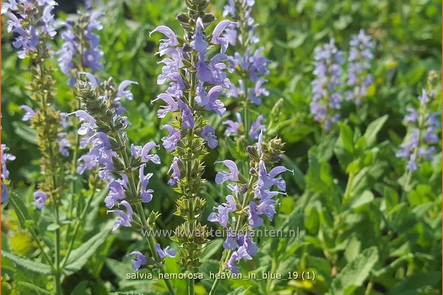 Salvia nemorosa 'Heaven in Blue'