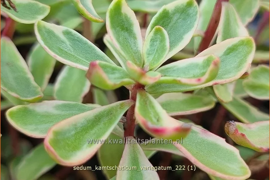 Sedum kamtschaticum 'Variegatum'