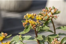 Sedum kamtschaticum 'Variegatum'