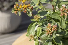 Sedum kamtschaticum 'Variegatum'