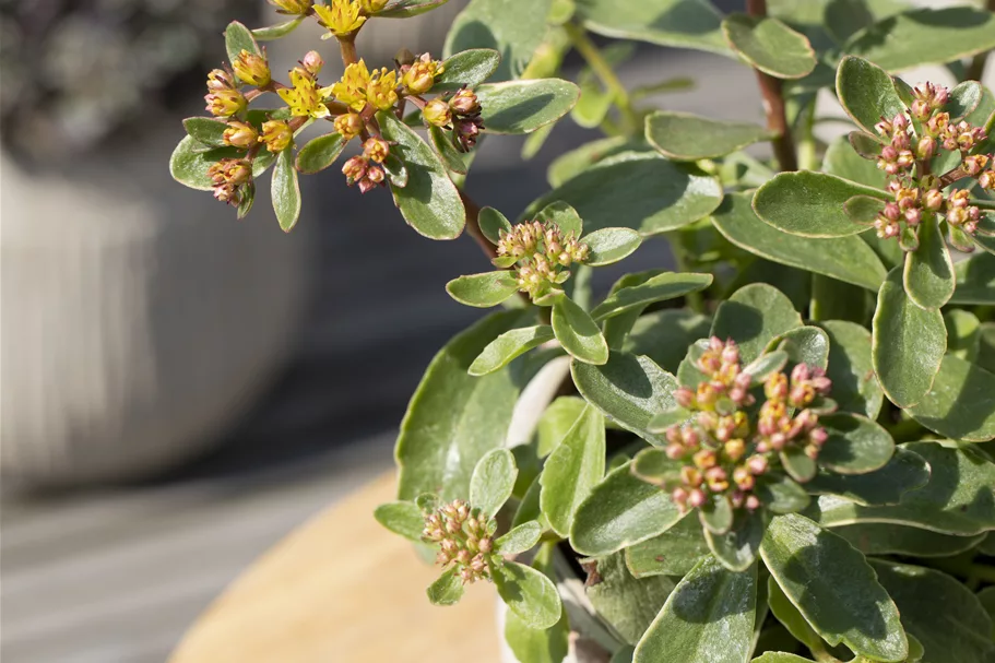Sedum kamtschaticum 'Variegatum'