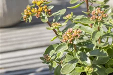 Sedum kamtschaticum 'Variegatum'