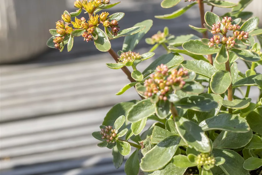 Sedum kamtschaticum 'Variegatum'
