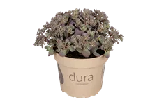 Sedum kamtschaticum 'Variegatum'