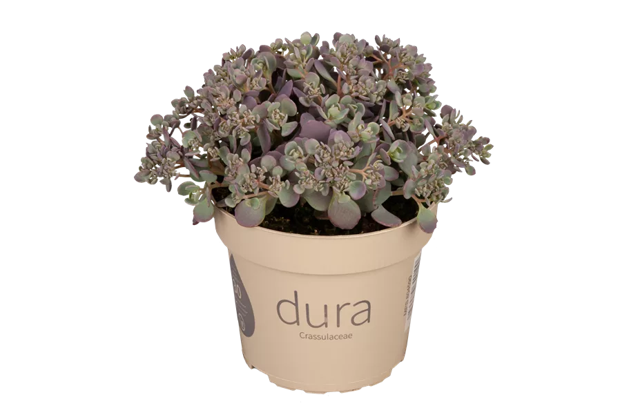 Sedum kamtschaticum 'Variegatum'