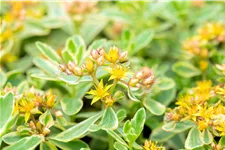 Sedum kamtschaticum 'Variegatum'