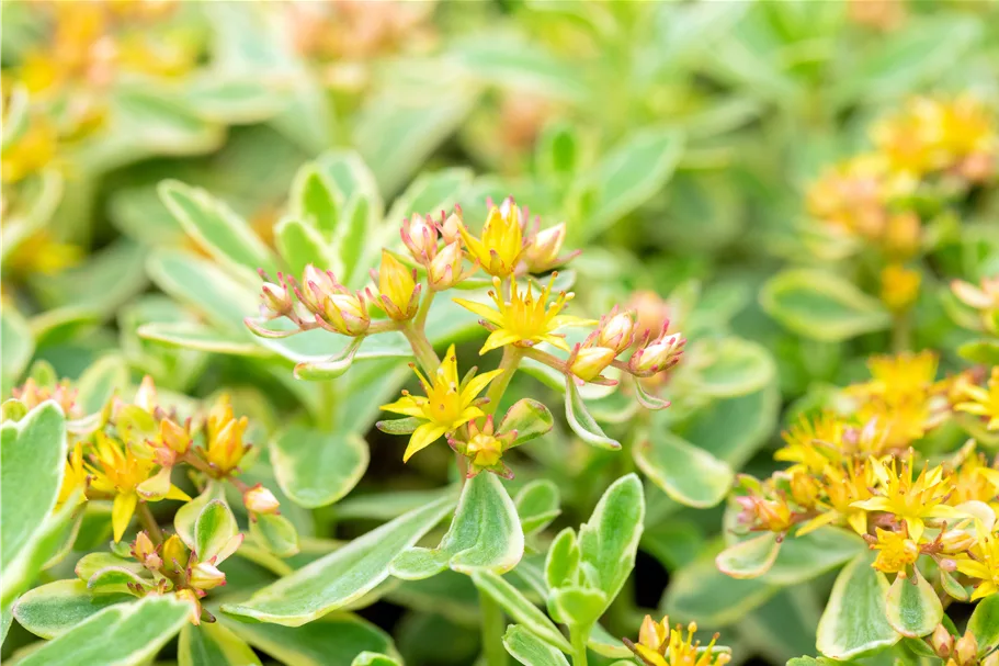 Sedum kamtschaticum 'Variegatum'