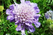 Scabiosa columbaria 'Butterfly Blue'