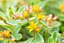 Sedum kamtschaticum 'Variegatum'