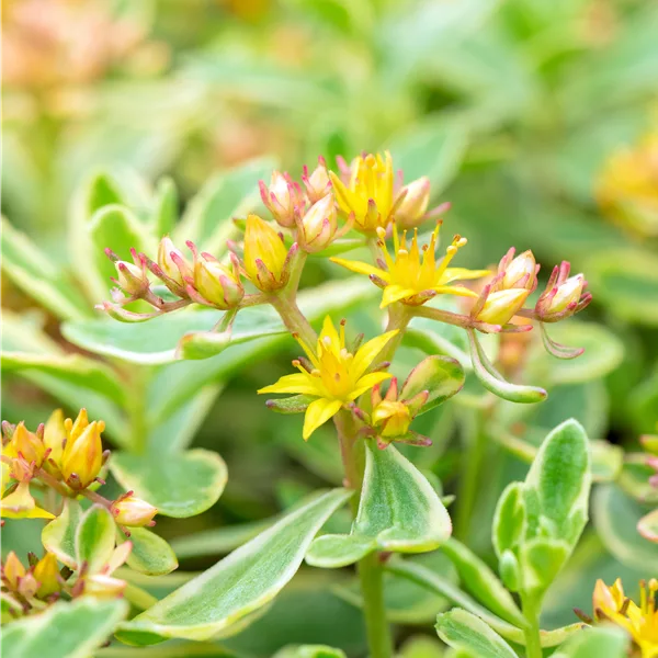 Sedum kamtschaticum 'Variegatum'