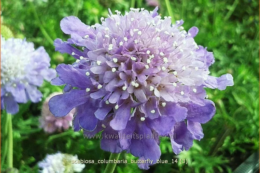 Scabiosa columbaria 'Butterfly Blue'