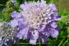 Scabiosa columbaria 'Butterfly Blue'