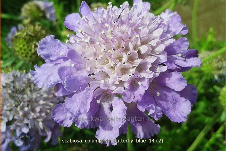 Scabiosa columbaria 'Butterfly Blue'
