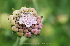 Scabiosa columbaria 'Butterfly Blue'
