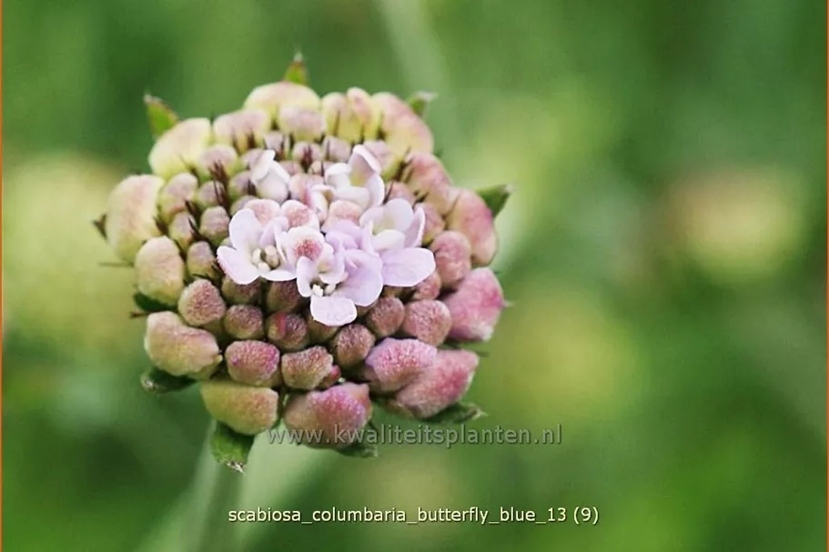 Scabiosa columbaria 'Butterfly Blue'