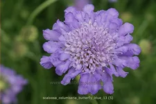 Scabiosa columbaria 'Butterfly Blue'
