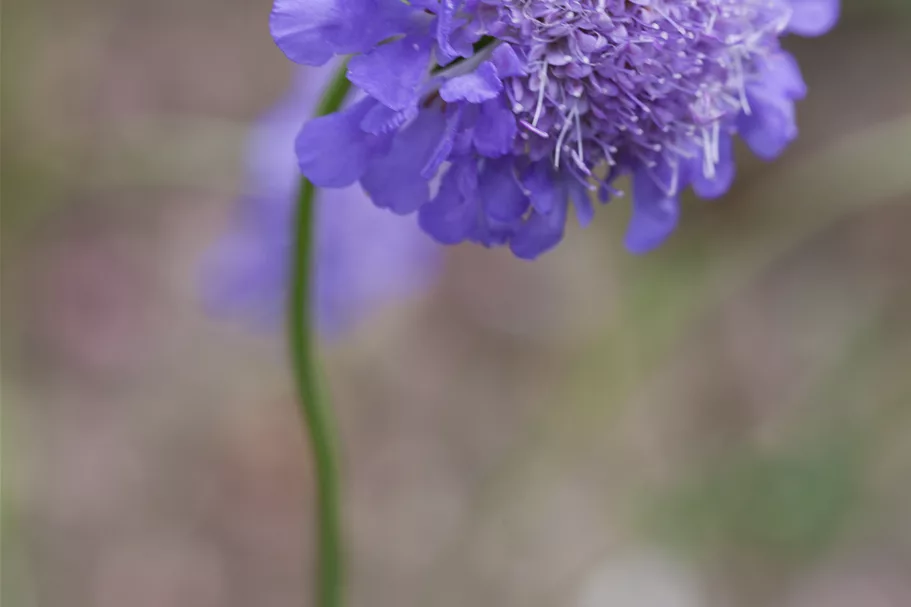 Scabiosa columbaria 'Butterfly Blue'