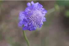 Scabiosa columbaria 'Butterfly Blue'