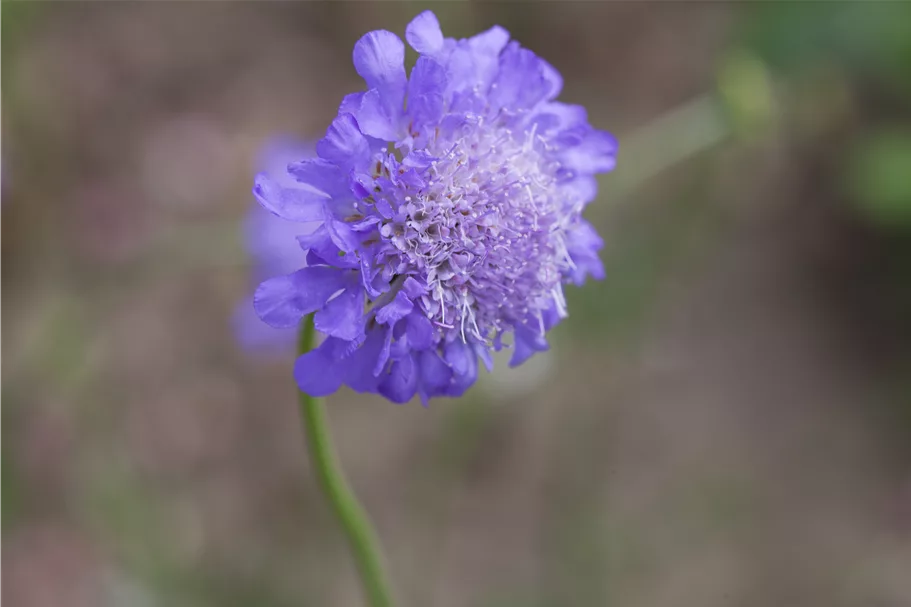 Scabiosa columbaria 'Butterfly Blue'