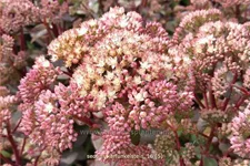 Sedum 'Karfunkelstein'