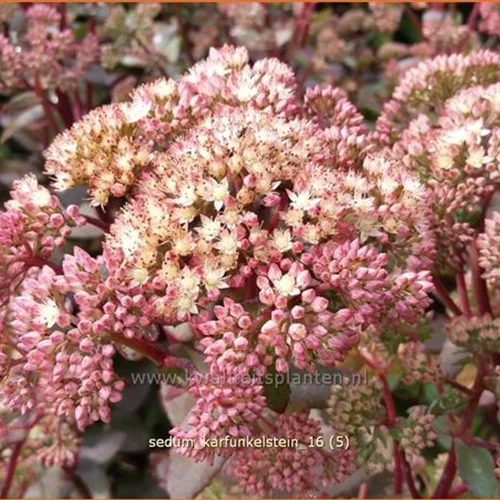 Sedum 'Karfunkelstein'