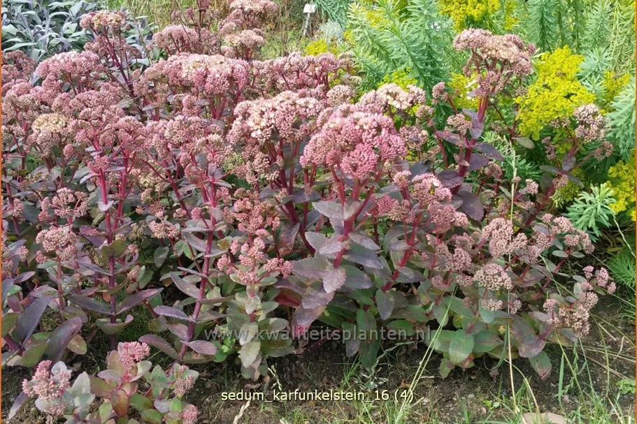 Sedum 'Karfunkelstein'