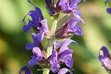 Salvia nemorosa 'Lubeca'