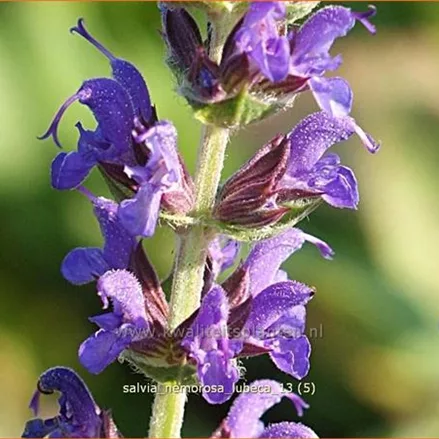 Salvia nemorosa 'Lubeca'