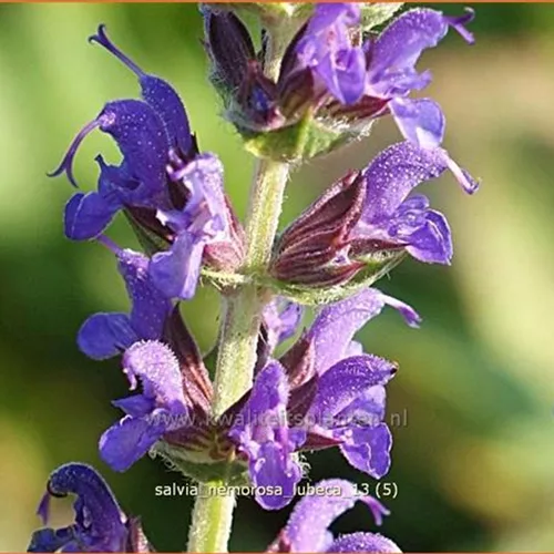 Salvia nemorosa 'Lubeca'