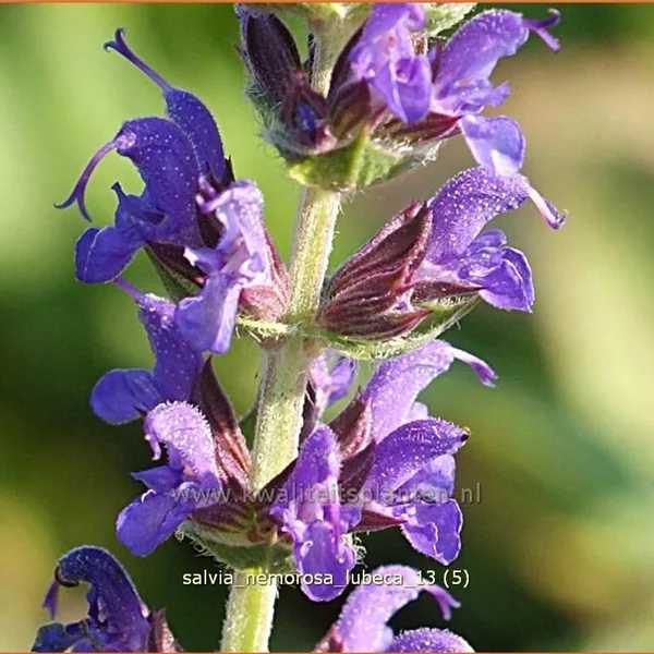 Salvia nemorosa 'Lubeca'