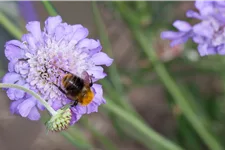 Scabiosa columbaria 'Butterfly Blue'