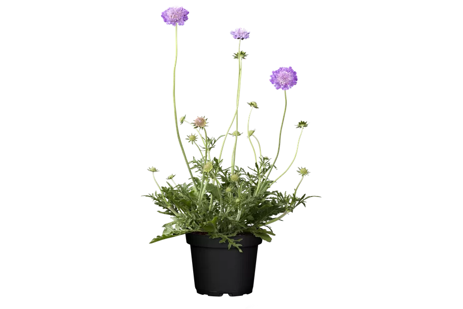 Scabiosa columbaria 'Butterfly Blue'
