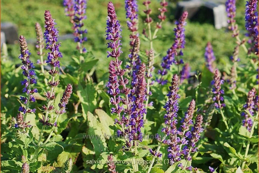 Salvia nemorosa 'Lubeca'