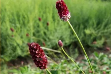 Sanguisorba officinalis 'Arnhem'