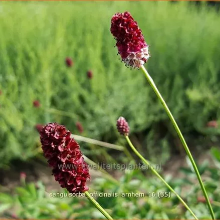 Sanguisorba officinalis 'Arnhem'