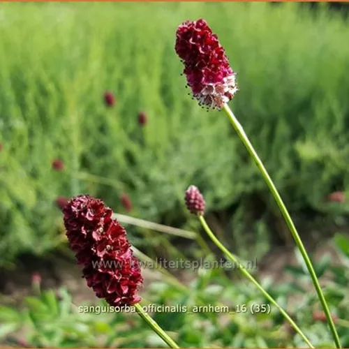 Sanguisorba officinalis 'Arnhem'