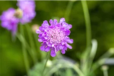 Scabiosa columbaria 'Butterfly Blue'