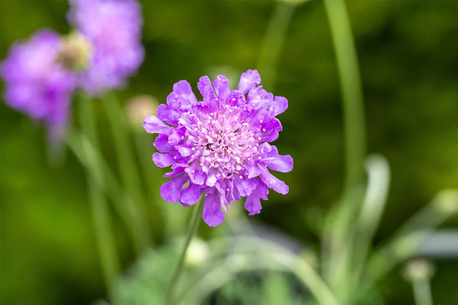 Scabiosa columbaria 'Butterfly Blue'