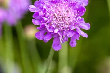 Scabiosa columbaria 'Butterfly Blue'