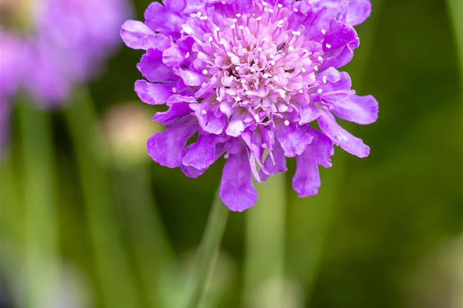 Scabiosa columbaria 'Butterfly Blue'
