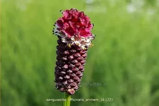 Sanguisorba officinalis 'Arnhem'
