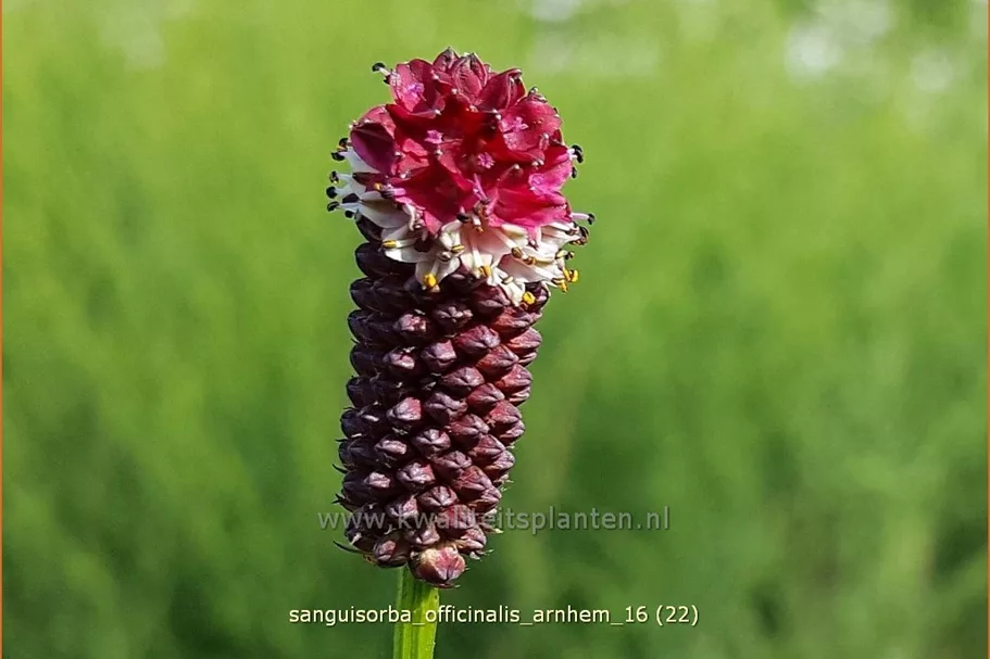 Sanguisorba officinalis 'Arnhem'
