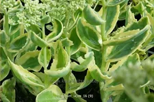 Sedum telephium 'Lajos'
