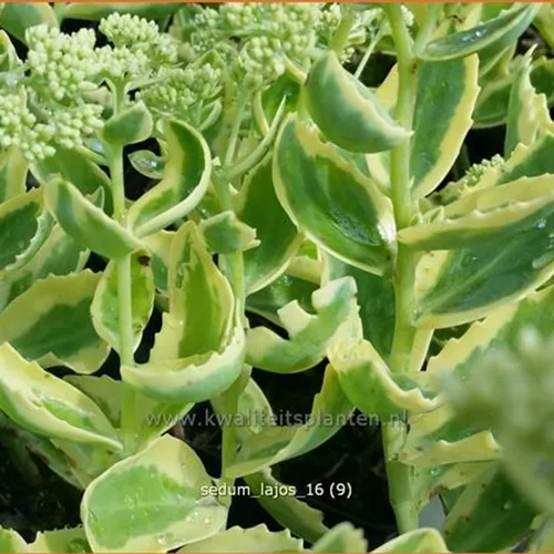 Sedum telephium 'Lajos'