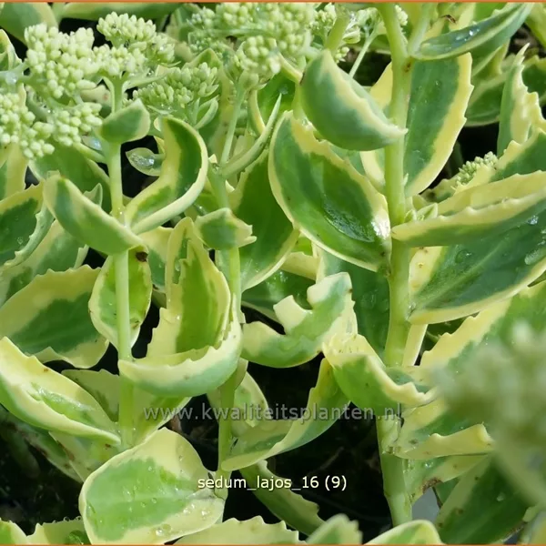 Sedum telephium 'Lajos'