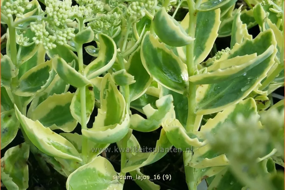 Sedum telephium 'Lajos'